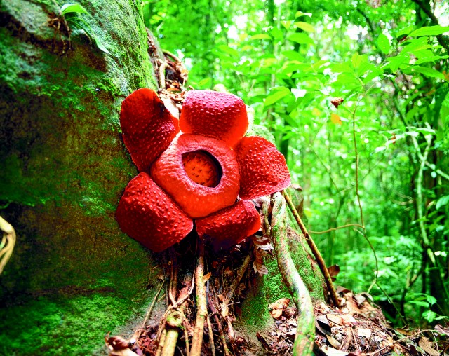 Rafflesia